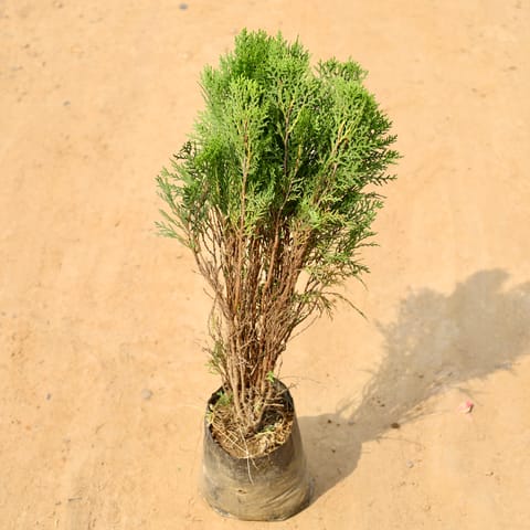 Morpankhi in 6 Inch Nursery bag