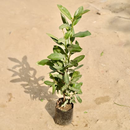 Buy All Spice Plant in 4 Inch Nursery Bag Online | Urvann.com