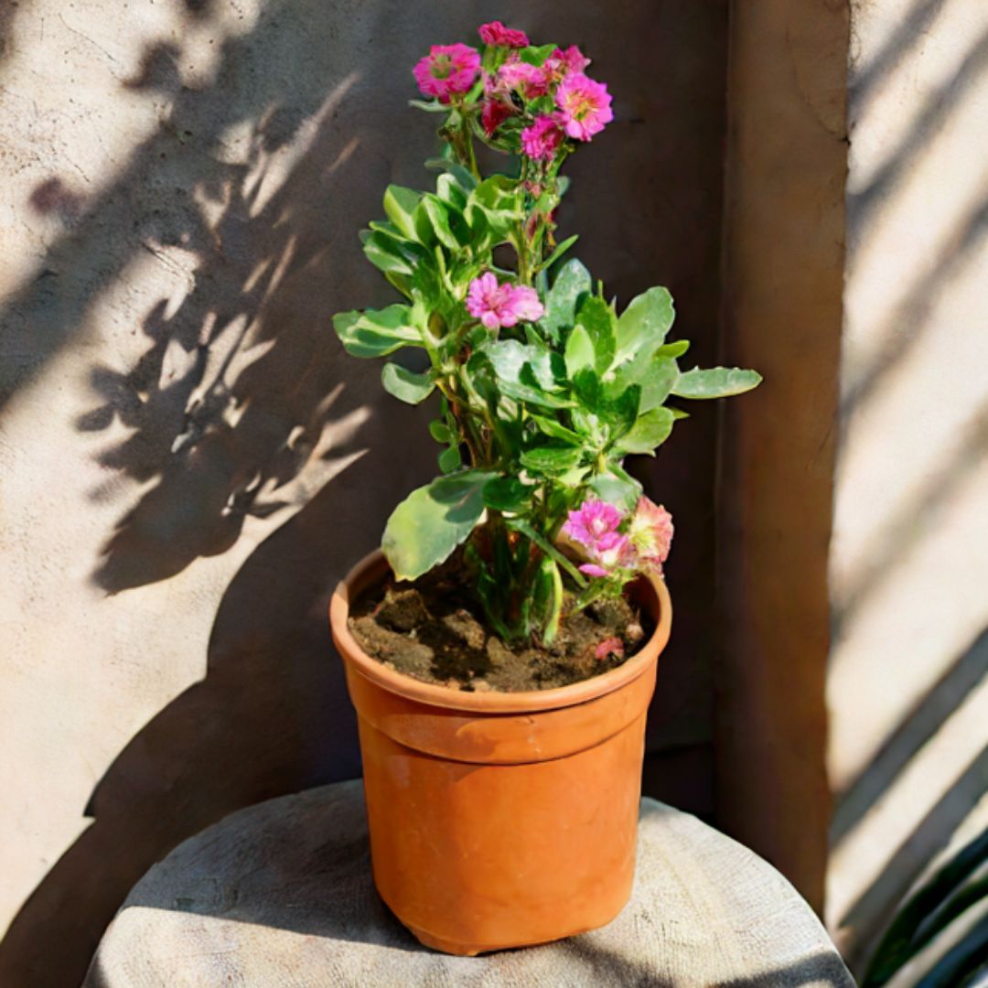 Kalanchoe Pink in 6 Inch Nursery Pot