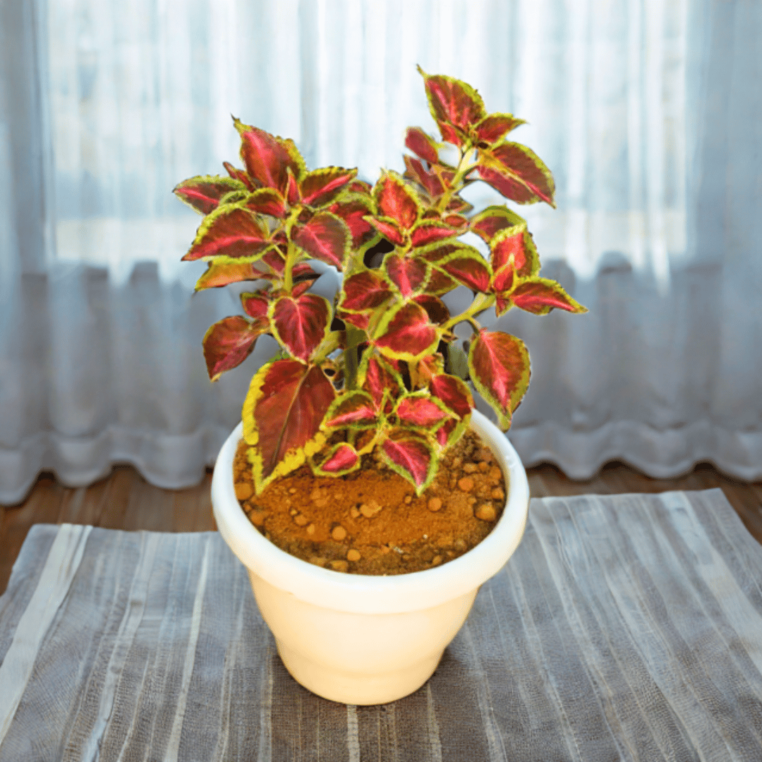 Coleus (any colour & design) in 8 Inch Classy White Plastic Pot