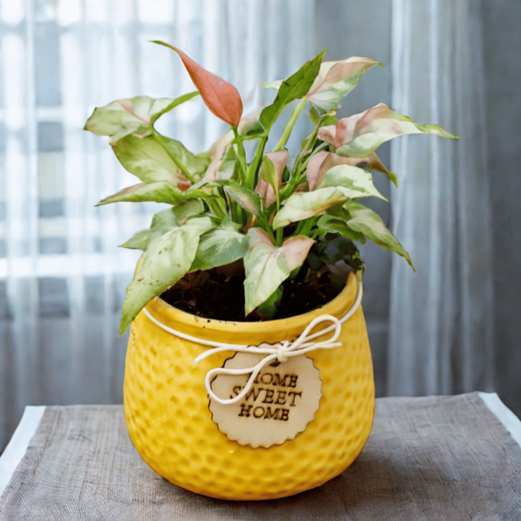 Syngonium Blush Harmony in 4 Inch Sunset Serenity Ceramic Planter Syngonium Blush Harmony in 4 Inch Sunset Serenity Ceramic Planter