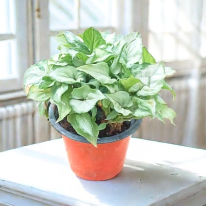 Syngonium Green White Bushy in 4 Inch Nursery Pot