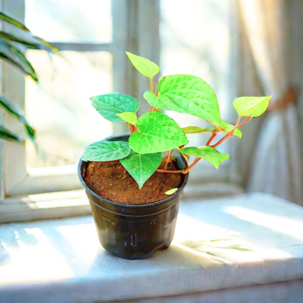 Paan Desi in 4 Inch Nursery Pot Paan Desi in 4 Inch Nursery Pot