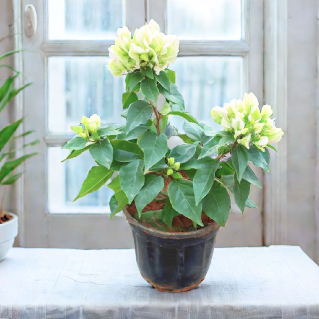 Bougainvillea White in 5 Inch Nursery Pot