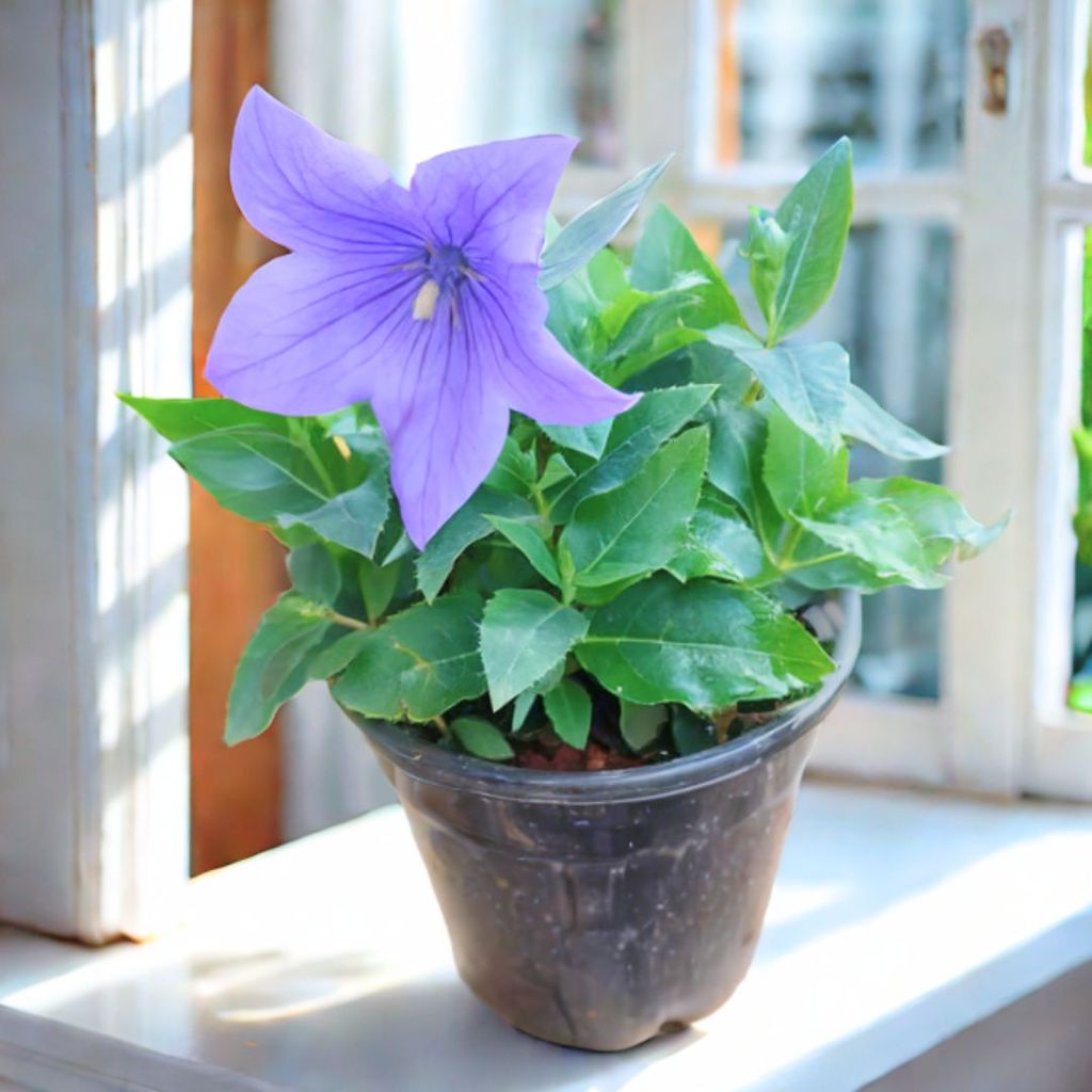 Platycodon Grandiflorus / Balloon Blue Flower in 4 Inch Nursery Pot Platycodon Grandiflorus / Balloon Blue Flower in 4 Inch Nursery Pot