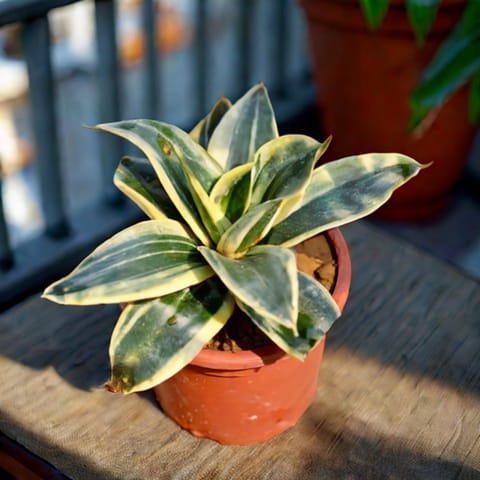 Snake Dwarf in 4 Inch Nursery Pot