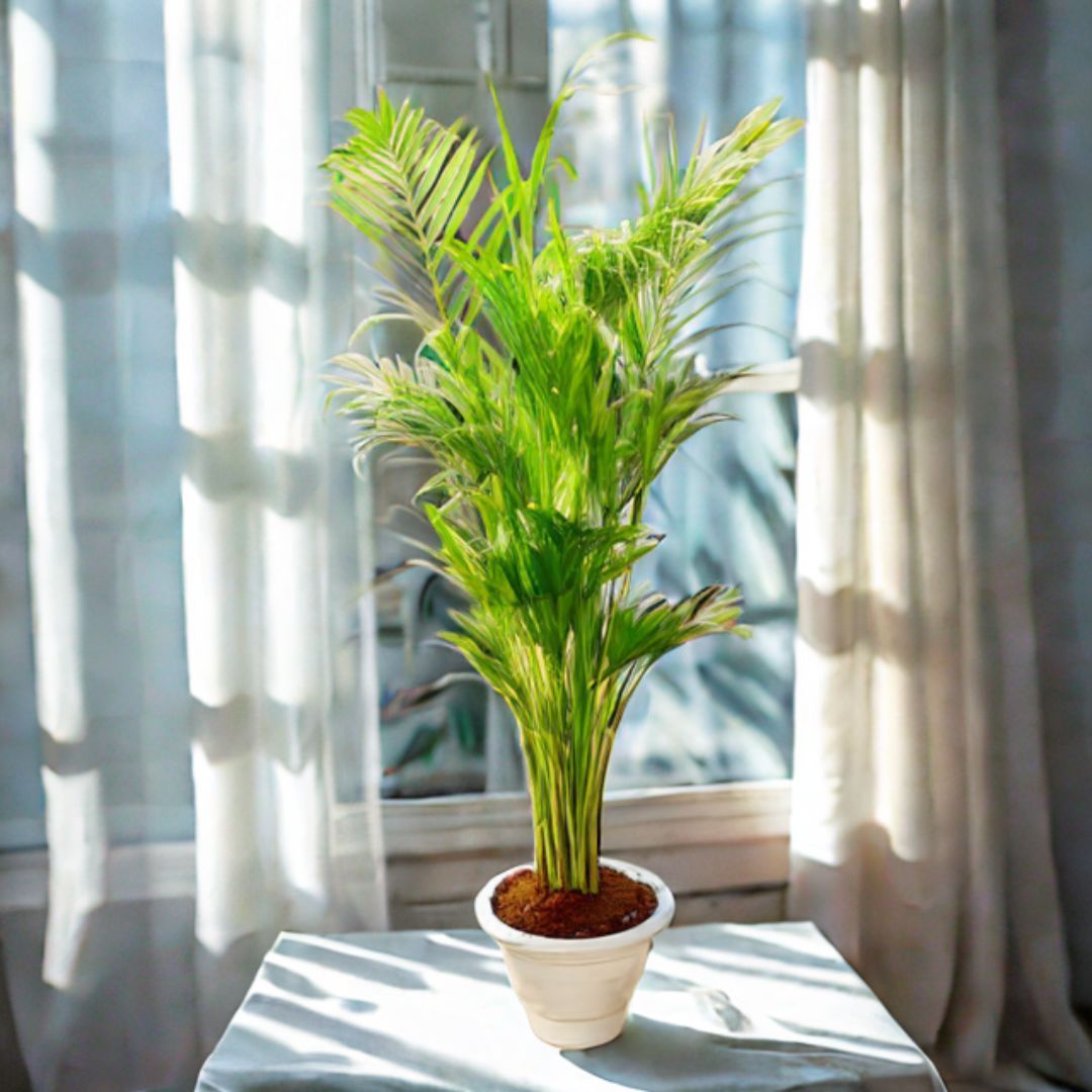 Areca Palm (~ 3Ft) in 10 Inch Classy White Plastic Pot - Air Purifying Special Indoor Plant