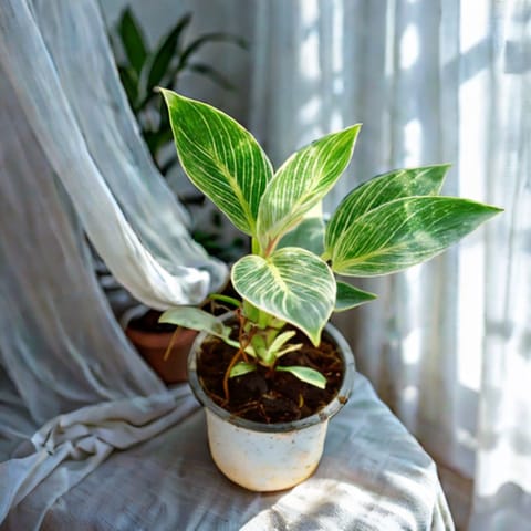 Philodendron Birkin in 4 Inch Nursery Pot