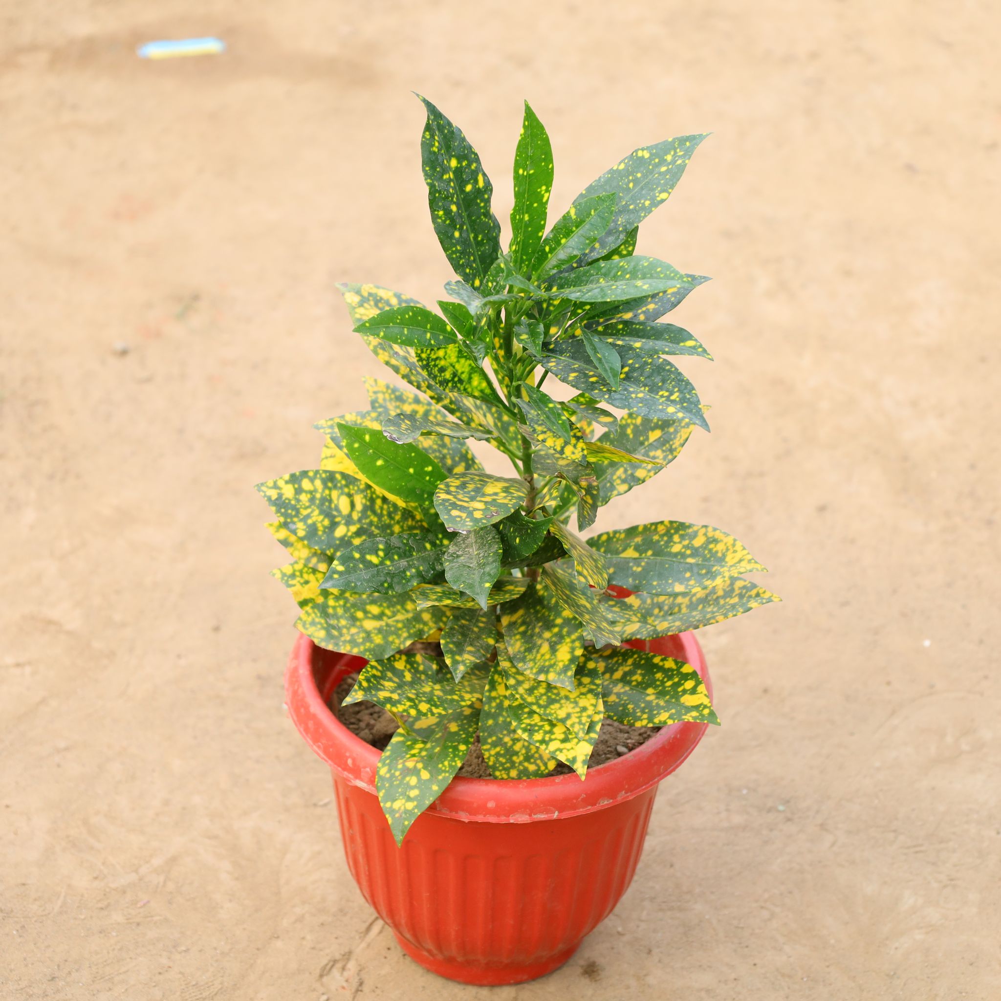 Baby Croton in 8 Inch Terracotta Red Olive Plastic Pot