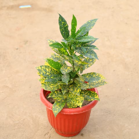 Baby Croton in 8 Inch Terracotta Red Olive Plastic Pot