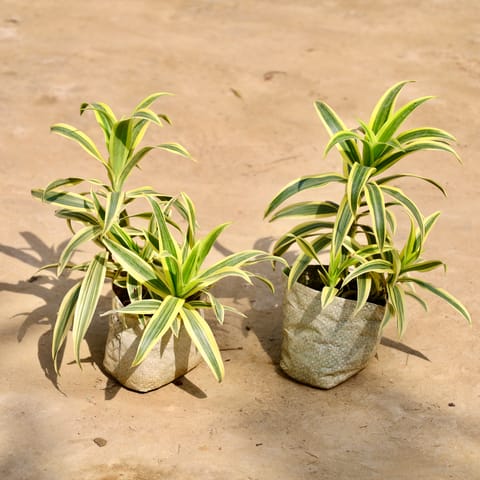 Set of 2 - Song of India in 4 Inch Nursery Bag