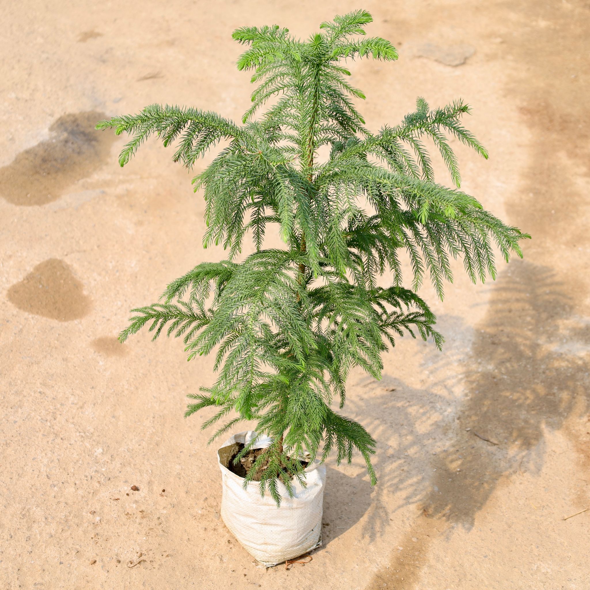 Araucaria / Christmas Tree in 4 Inch Nursery Bag