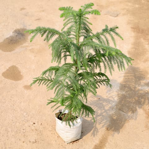Araucaria / Christmas Tree in 4 Inch Nursery Bag