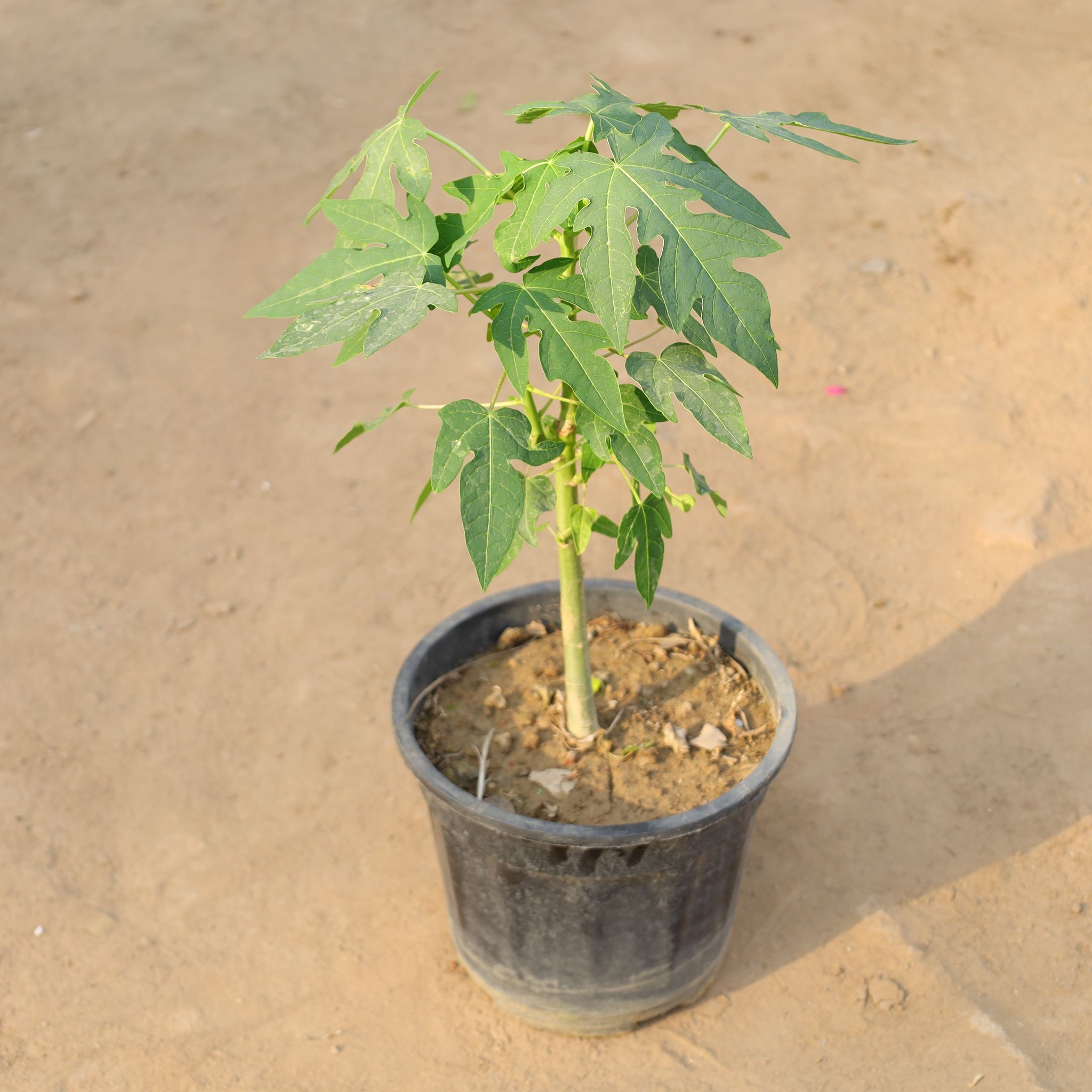 Papaya / Papita in 8 Inch Nursery Pot