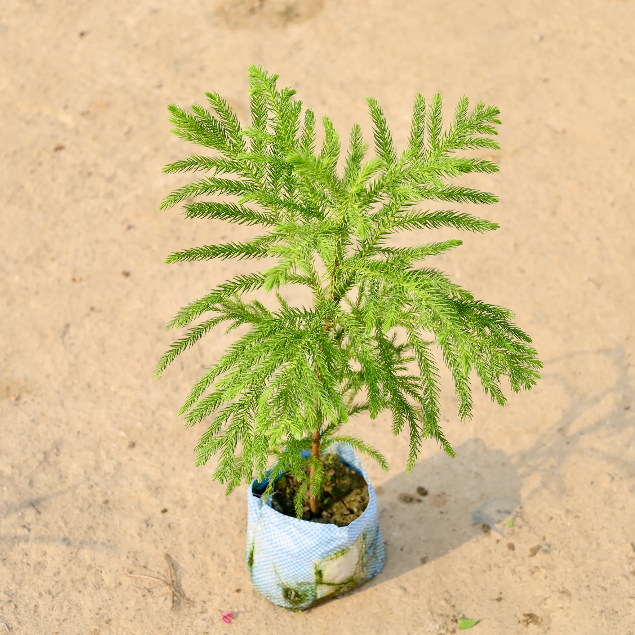 Araucaria / Christmas Tree in 5 Inch Nursery Bag