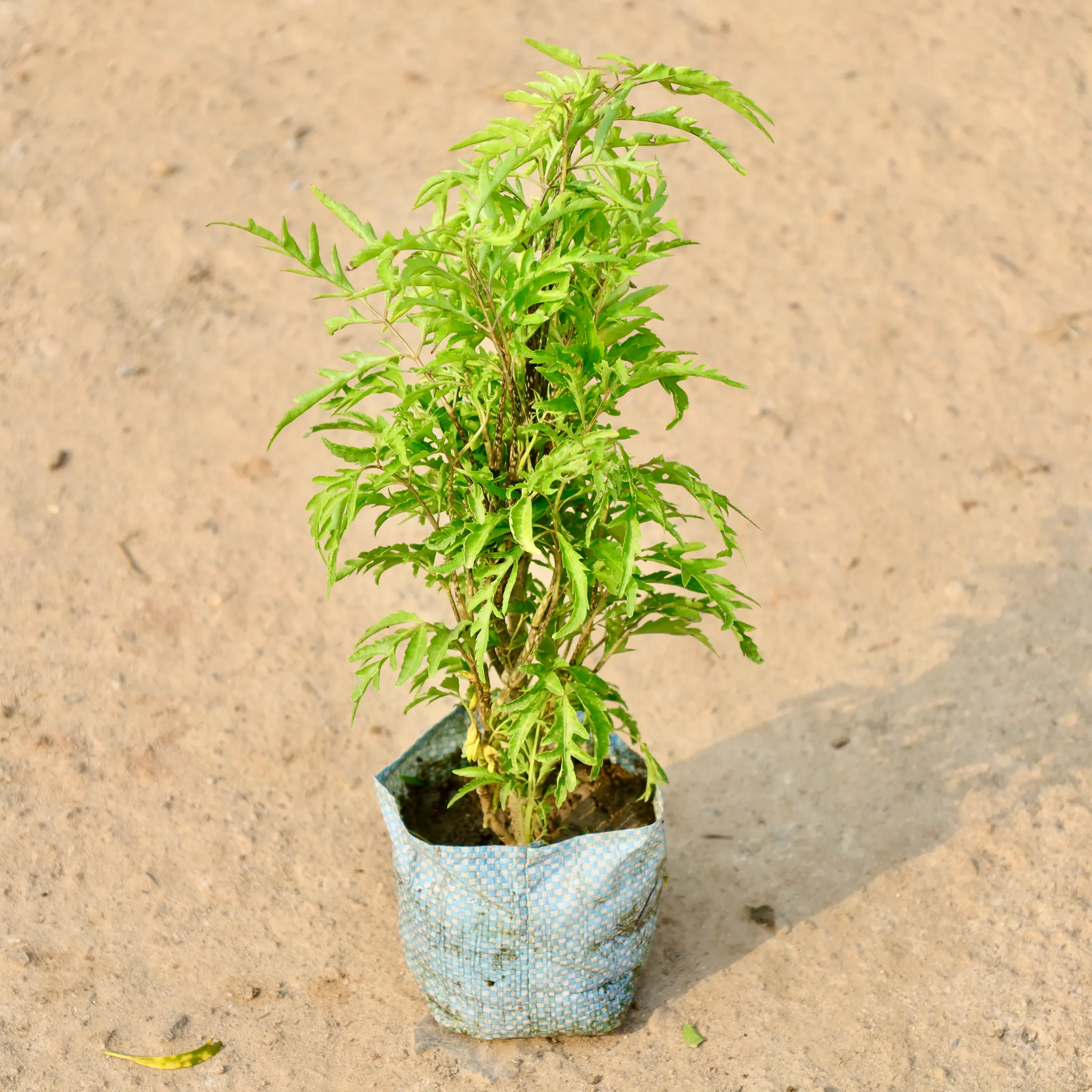 Aralia Neem in 5 Inch Nursery Bag