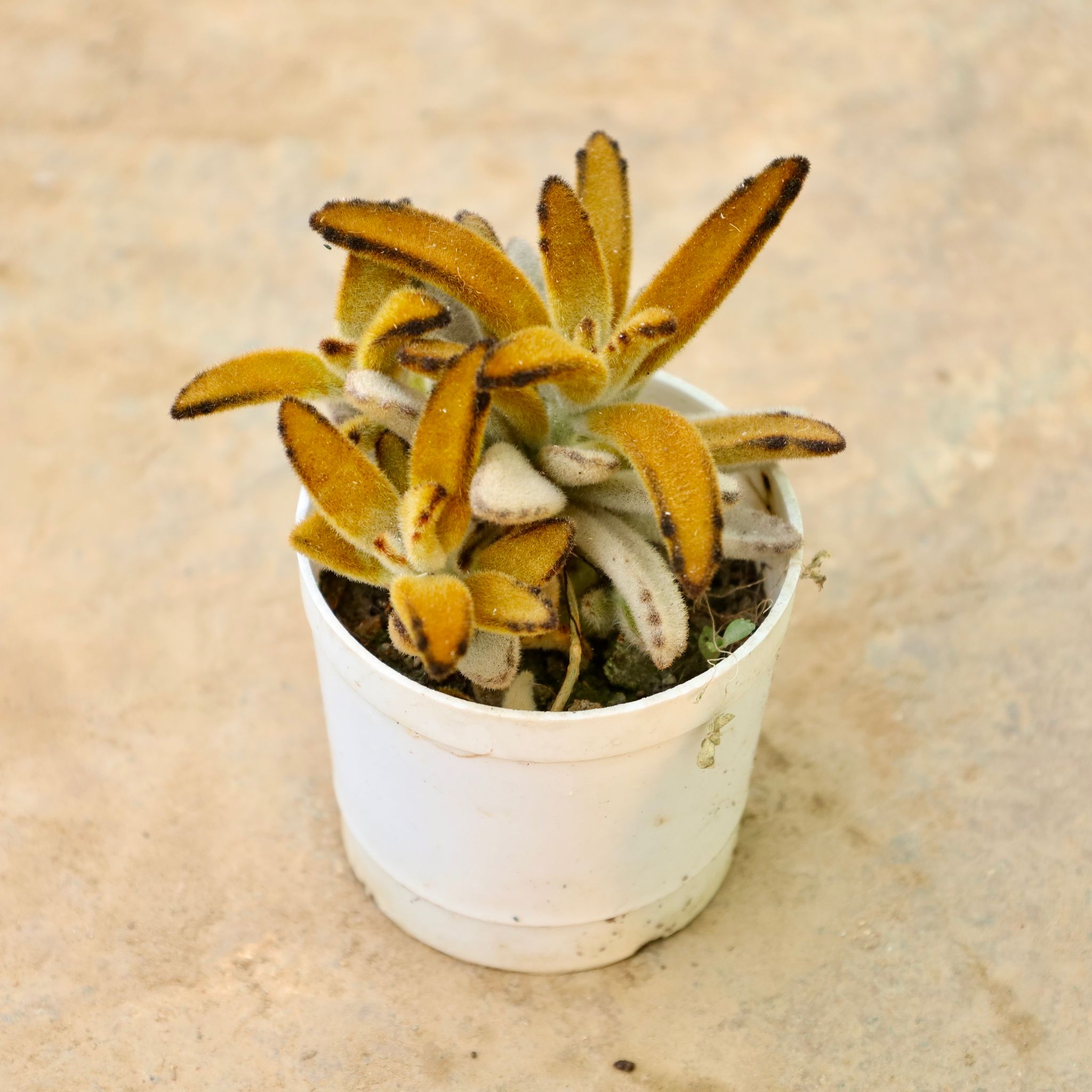 Campfire Succulent in 3 Inch Nursery Pot