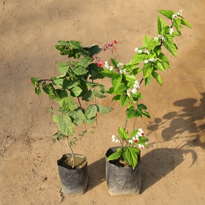 Buy Set of 2 - Bleeding Heart (Red / Pink & Pink / White) in 5 Inch Nursery Bag Online | Urvann.com
