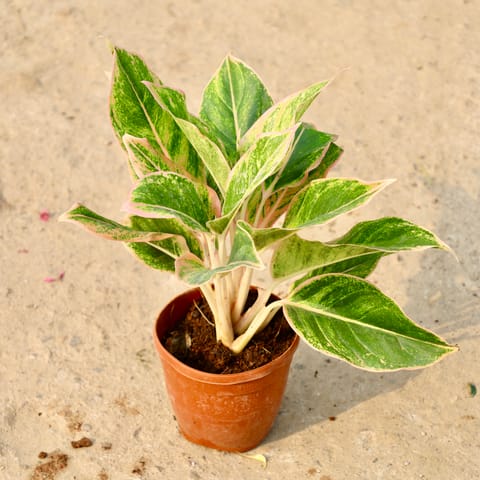 Philodendron Birkin in 5 Inch Nursery Pot
