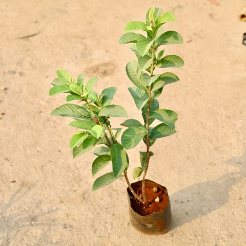 Amrood / Guava in 8 Inch Nursery Bag
