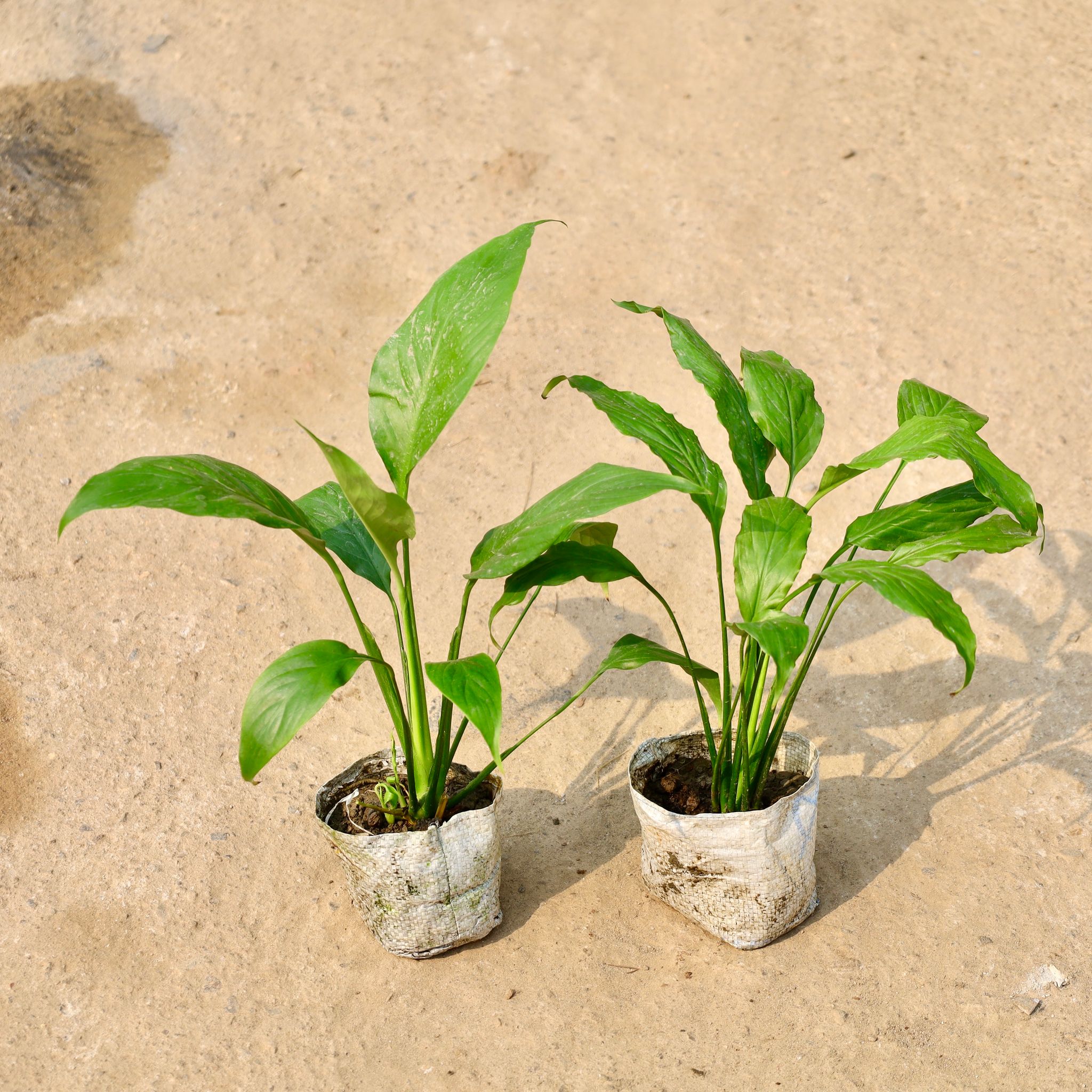 Peace Lily (Any Colour) in 4 Inch Nursery Bag
