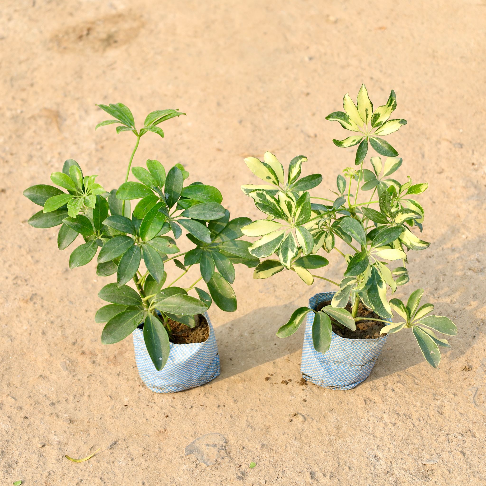 Set of 2 - Schefflera Green & Schefflera Variegated in 4 Inch Nursery Bag