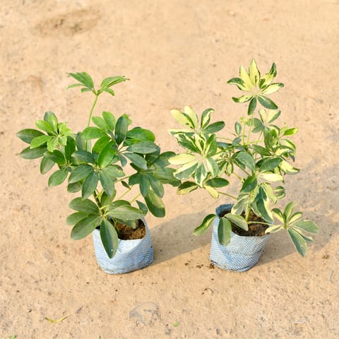 Set of 2 - Schefflera Green & Schefflera Variegated in 4 Inch Nursery Bag