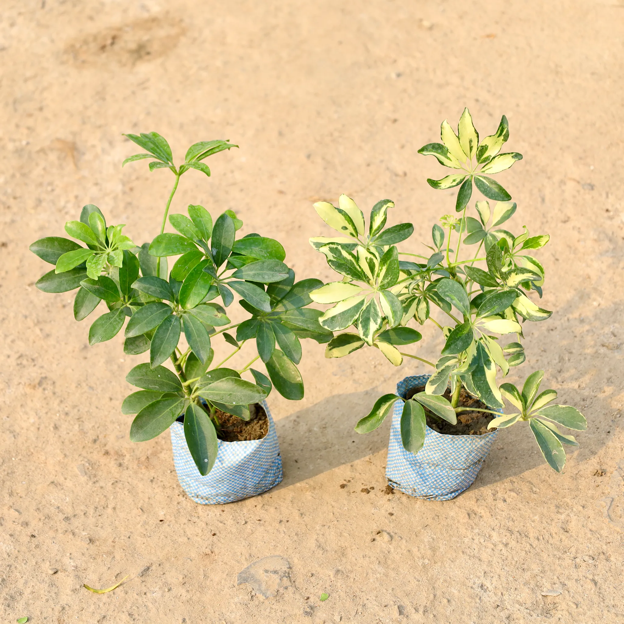 Set of 2 - Schefflera Green & Schefflera Variegated in 4 Inch Nursery Bag