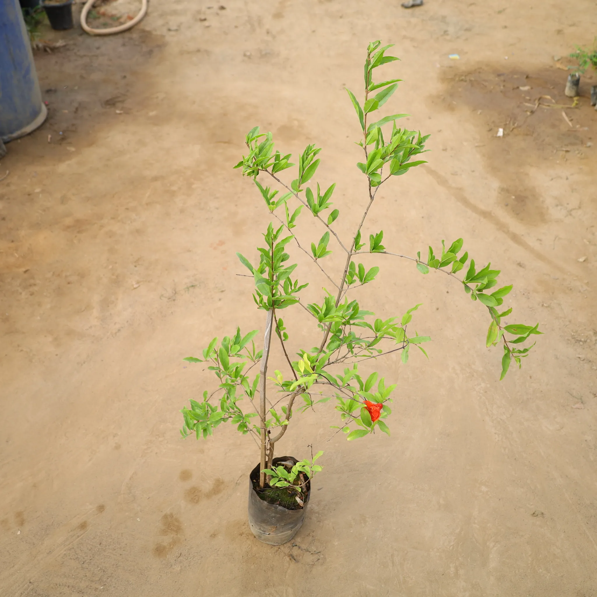 Anar / Pomegranate in 8 Inch Nursery Bag