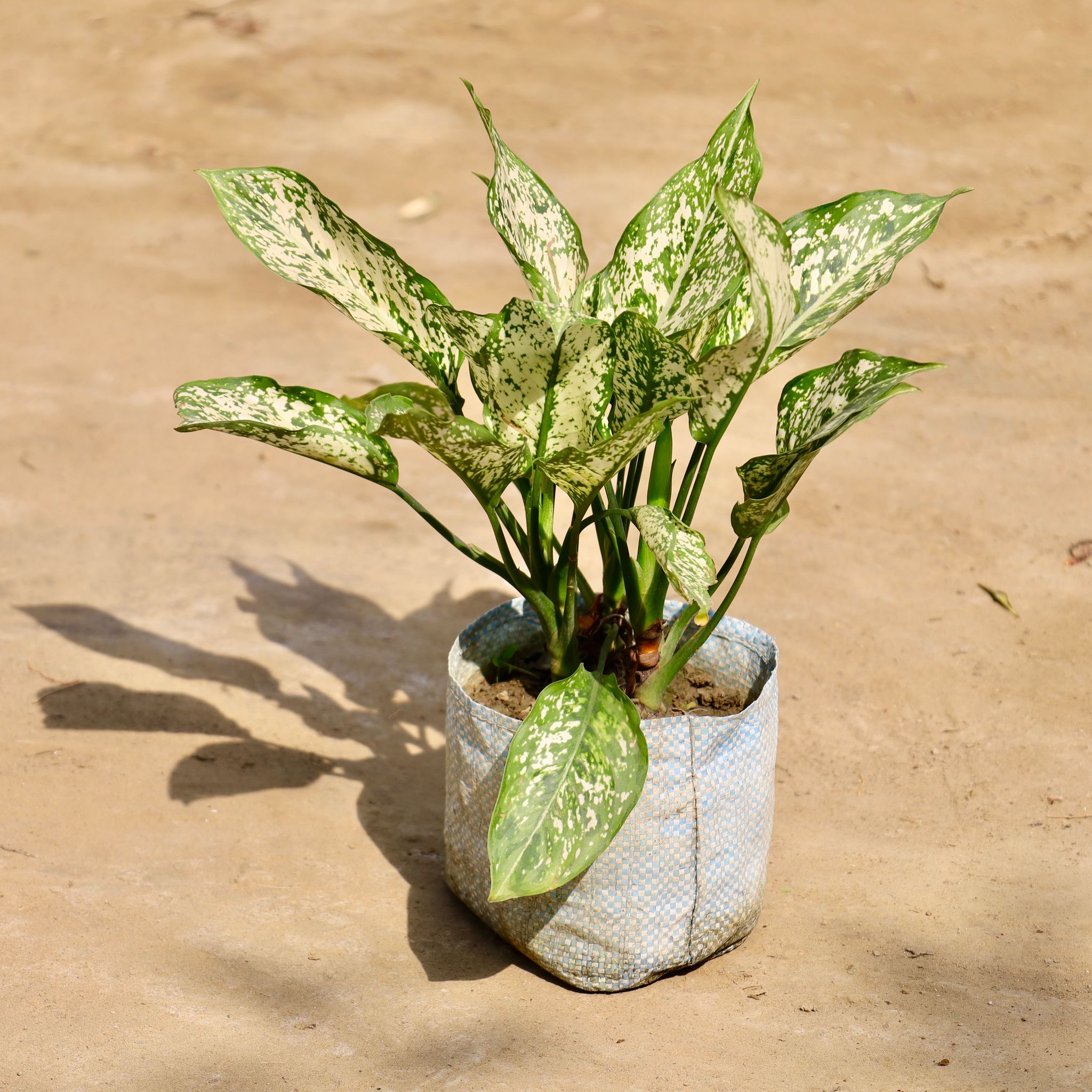 Aglaonema Snow White in 8 Inch Nursery Bag