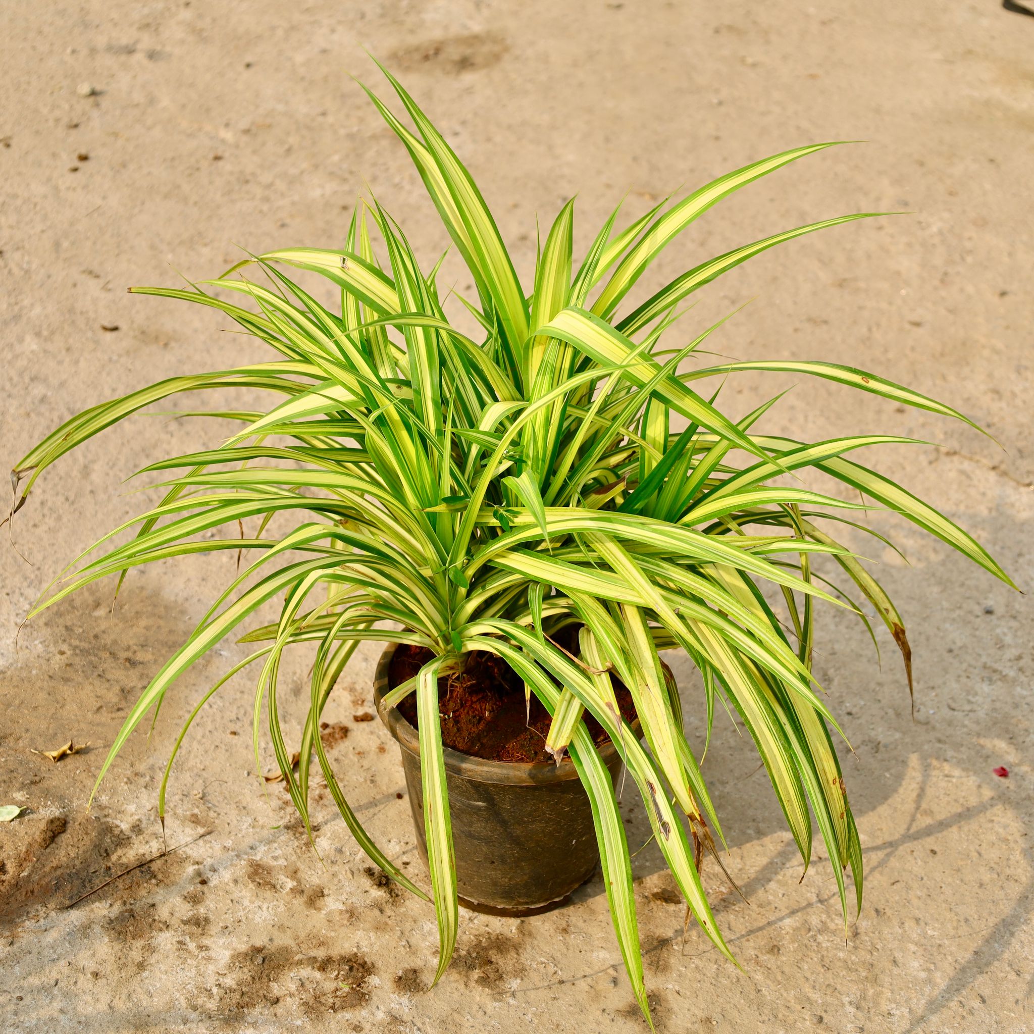 Spider Plant in 8 Inch Nursery Pot