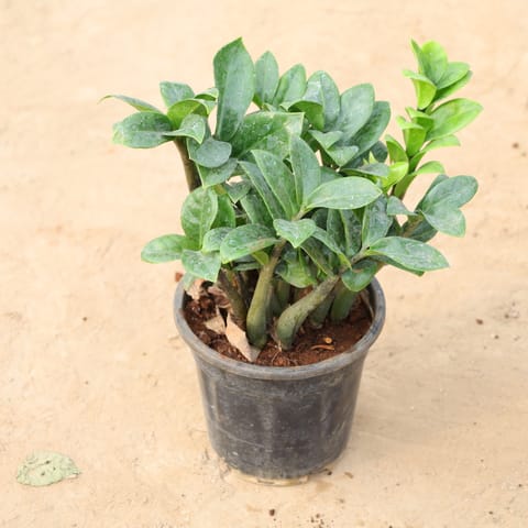 Zz green in 6 Inch Nursery Pot