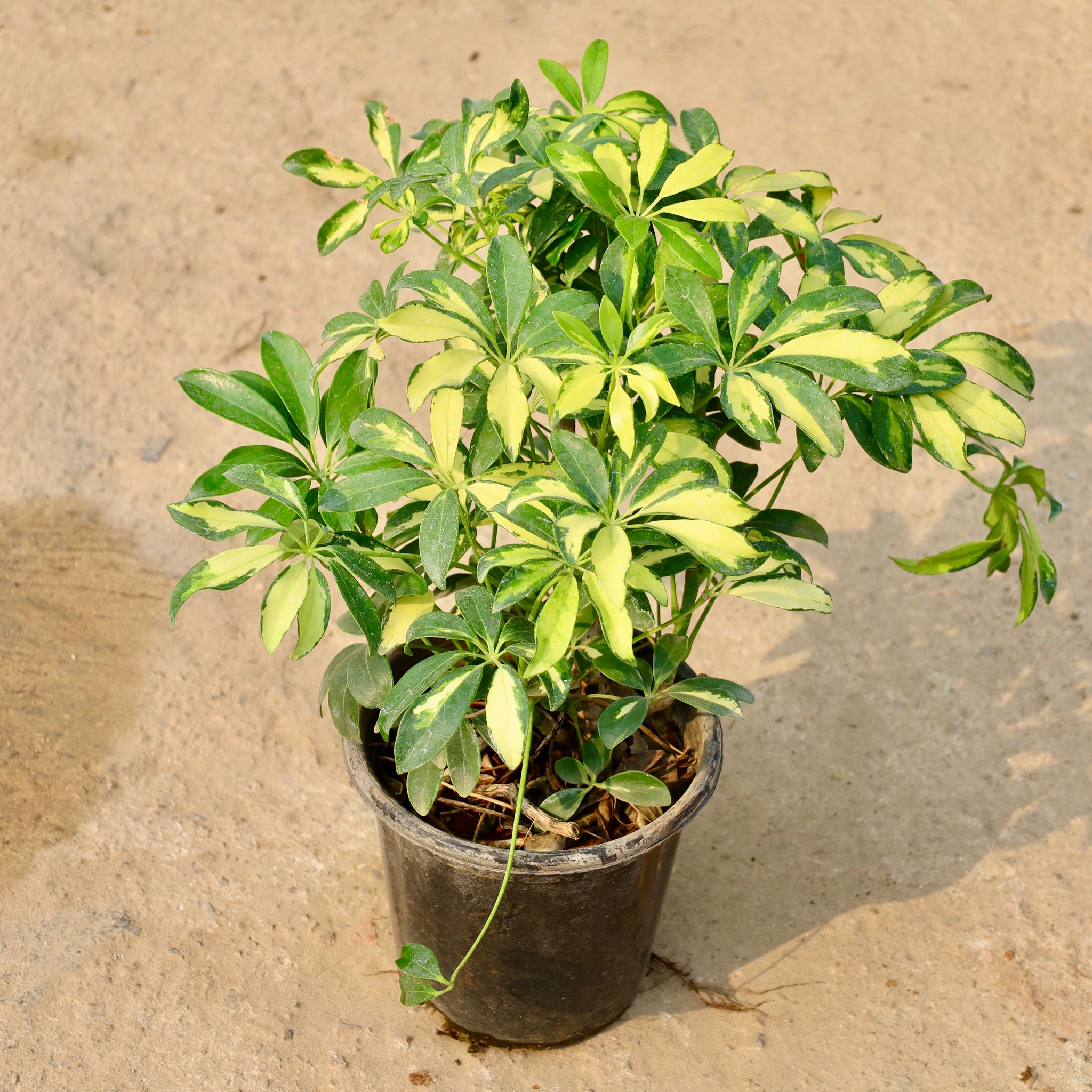 Schefflera Variegated in 8 Inch Nursery Pot