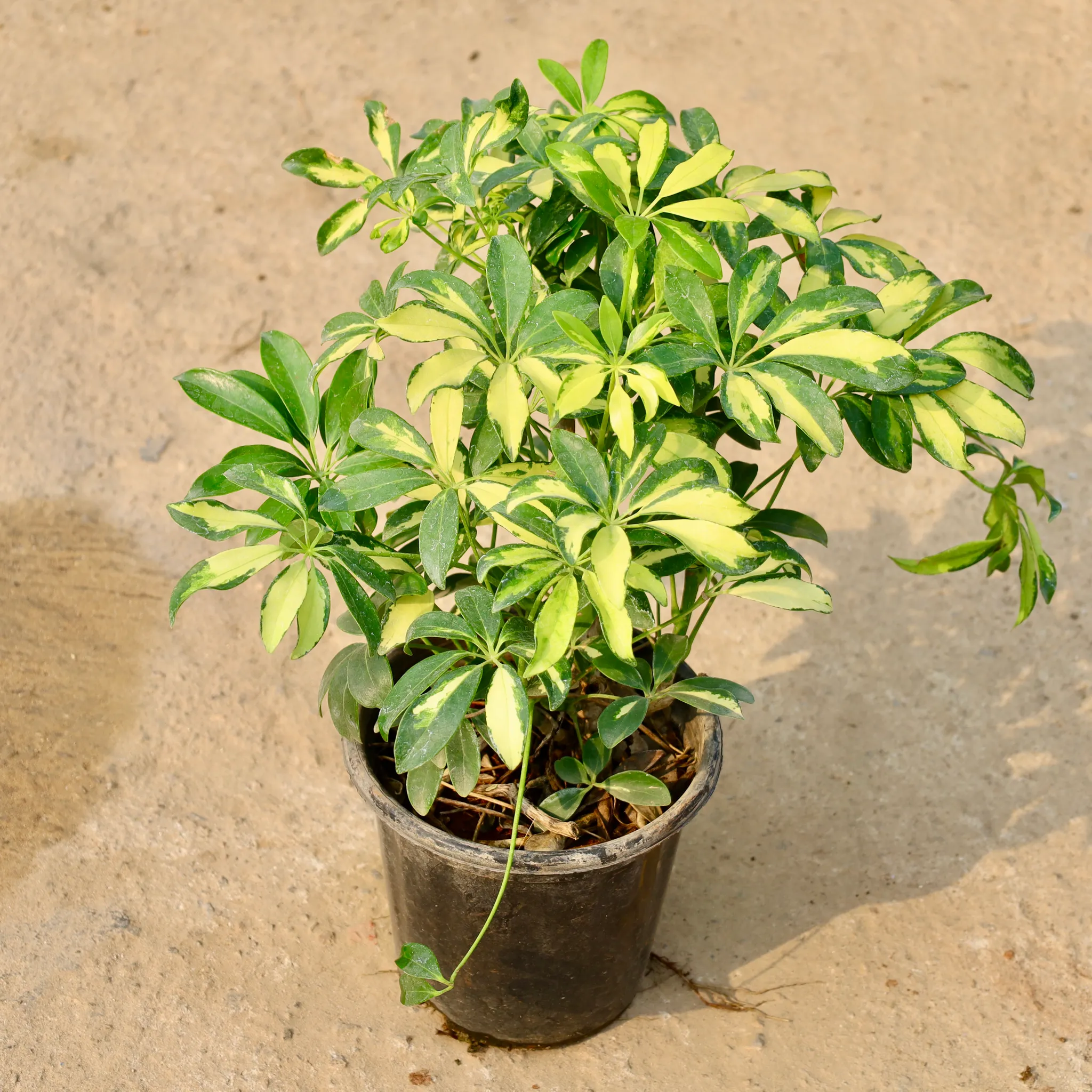Schefflera Variegated in 8 Inch Nursery Pot