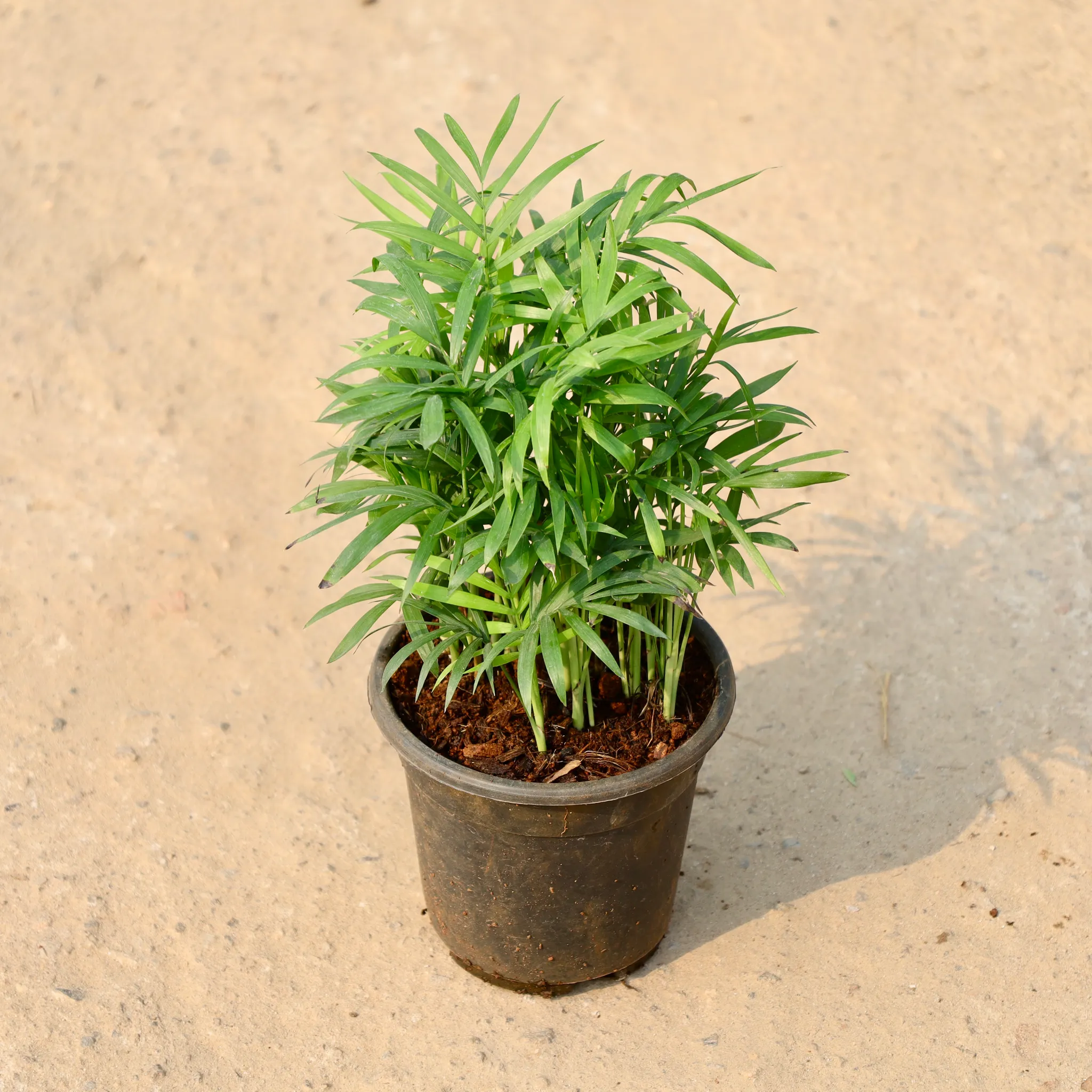 Chamaedorea Palm in 6 Inch Nursery Pot