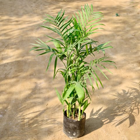 Bamboo Palm (3-4 Ft) in 10 Inch Nursery Bag