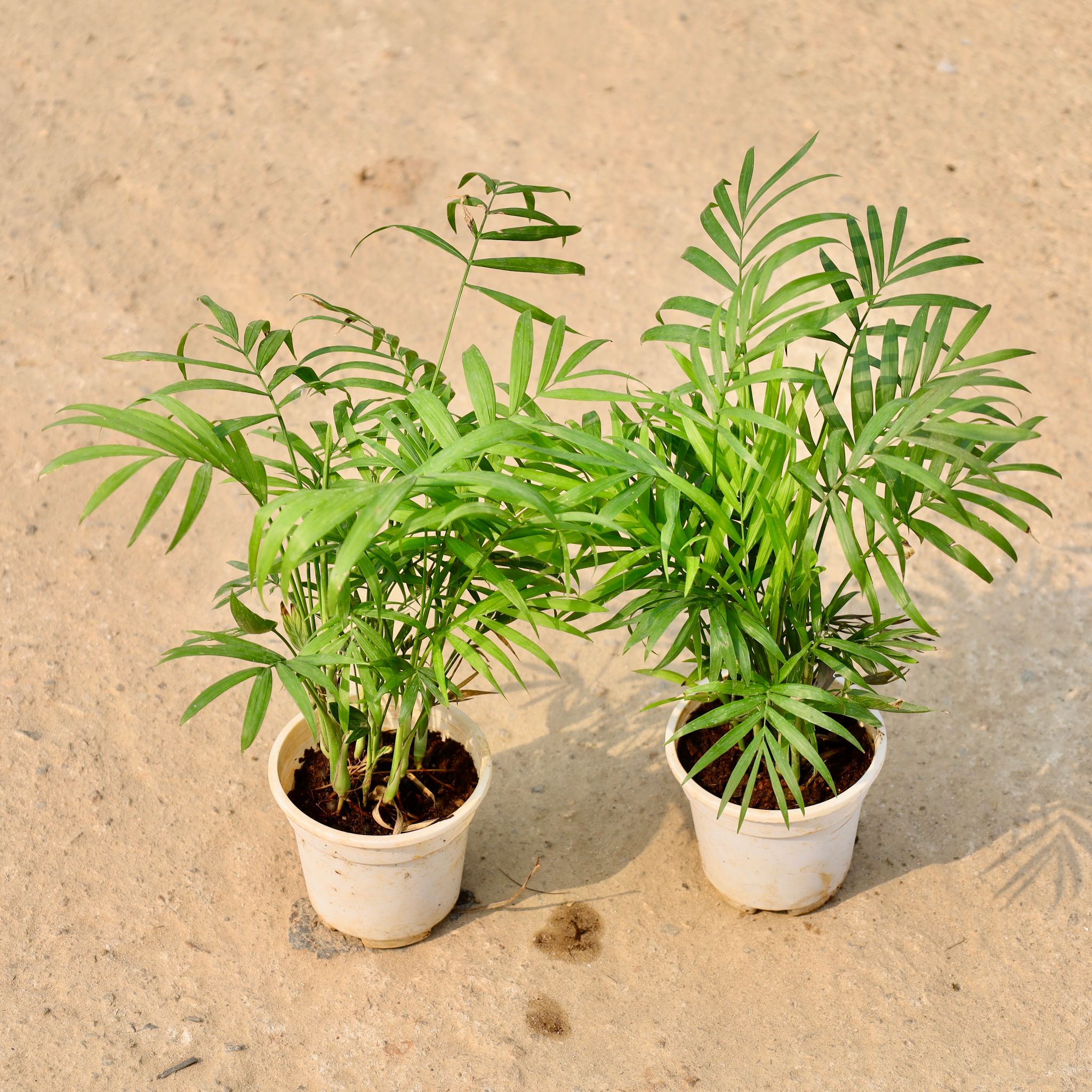 Set of 2 - Chamaedorea Palm in 5 Inch Nursery Pot