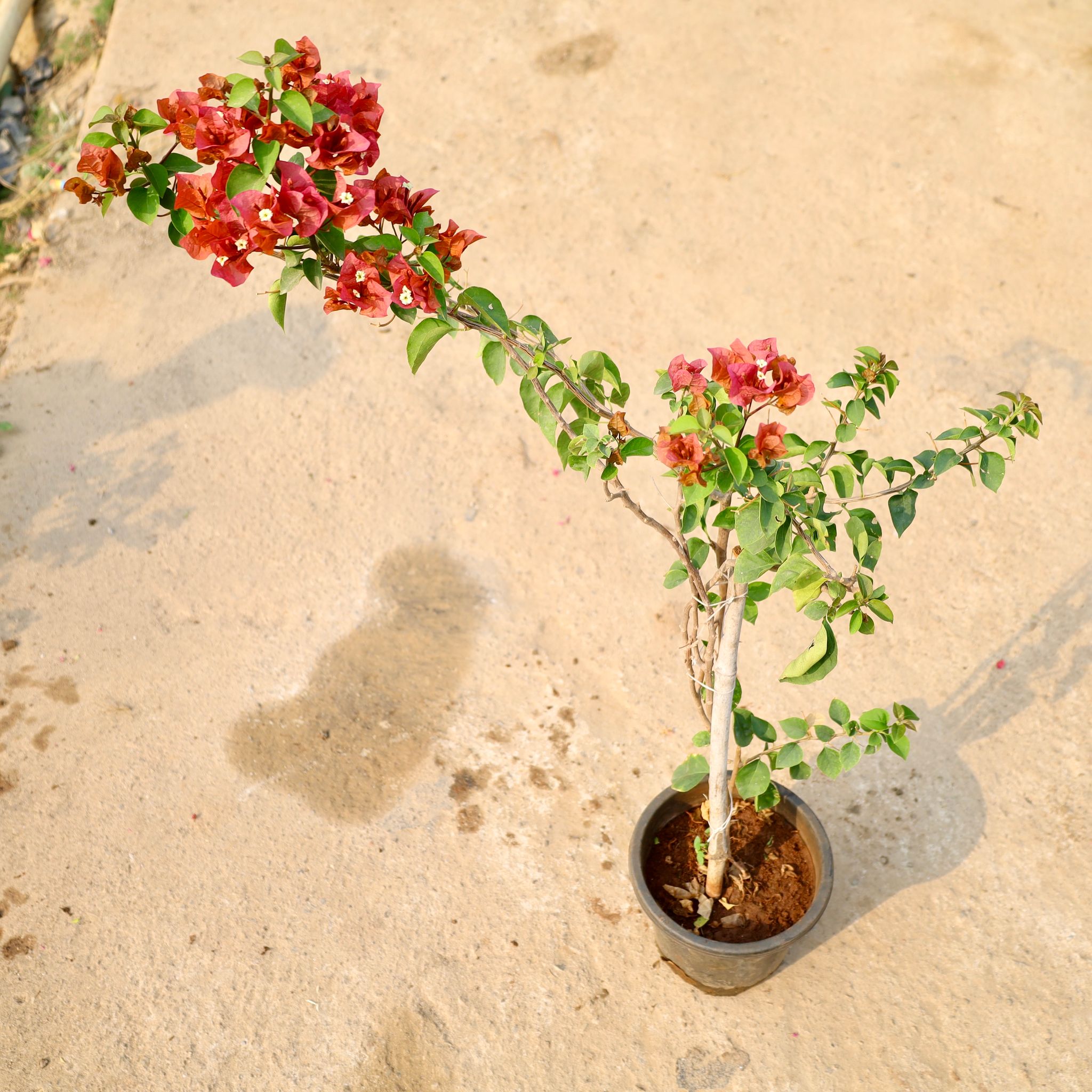 Bougainvillea Thai (Any Colour) in 8 Inch Nursery Pot