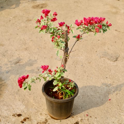 Bougainvillea Thai (Any Colour) in 8 Inch Nursery Pot