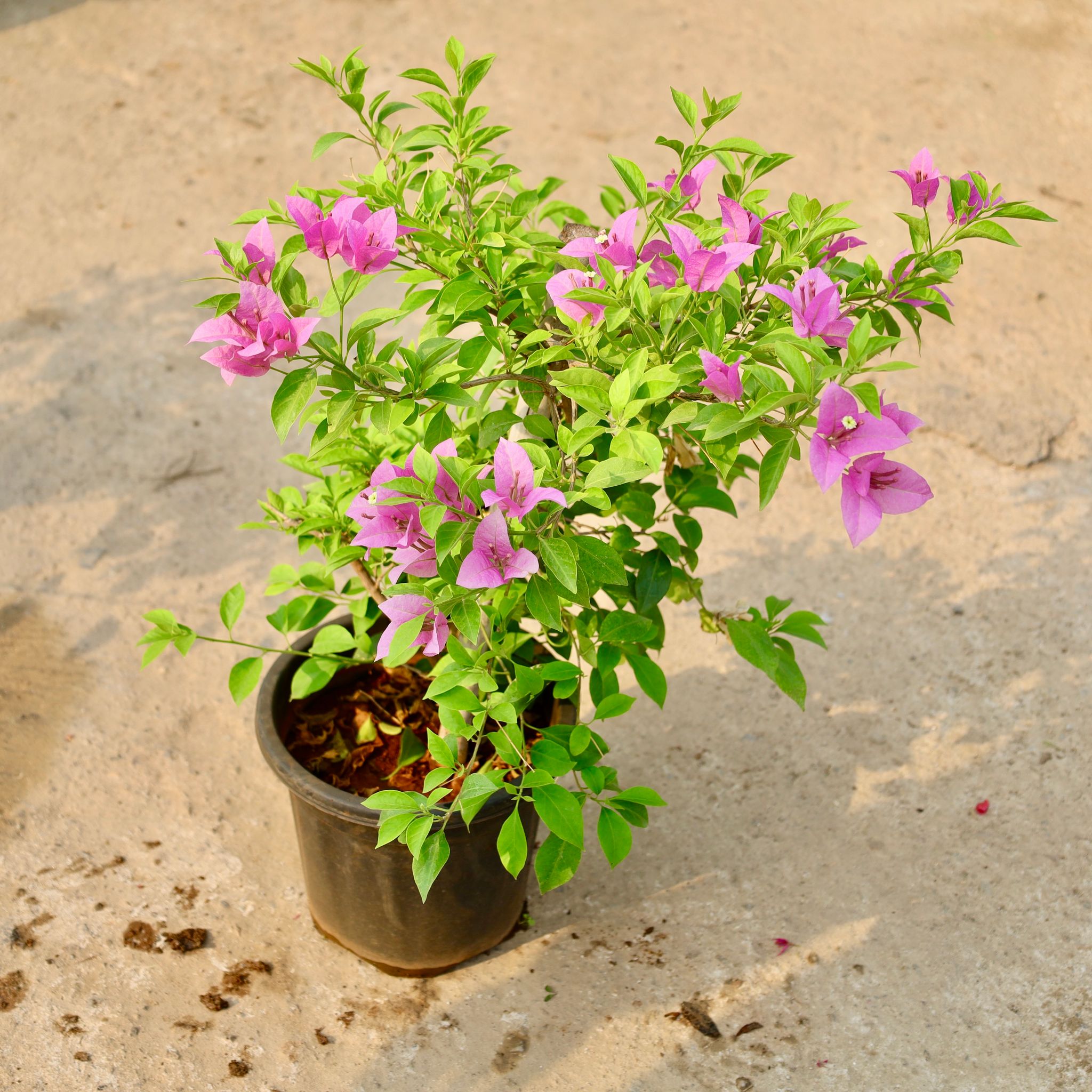 Bougainvillea Thai (Any Colour) in 8 Inch Nursery Pot