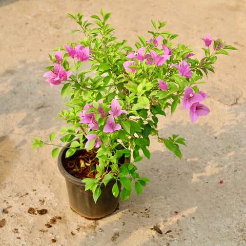 Bougainvillea Thai (Any Colour) in 8 Inch Nursery Pot