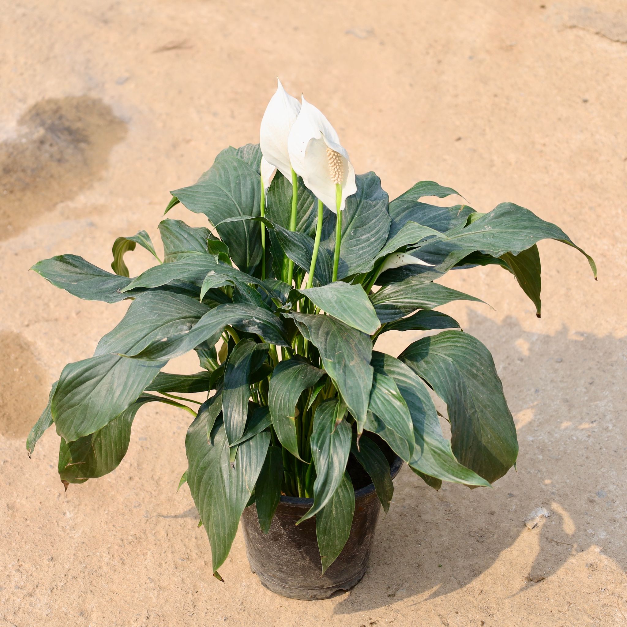 Peace Lily in 8 Inch Nursery Pot