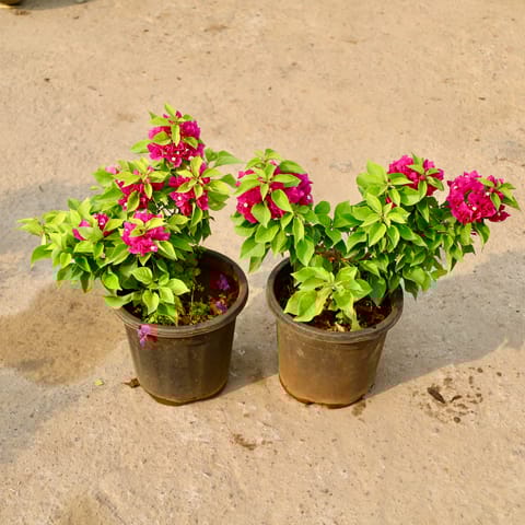 Set of 2 - Bougainvillea Thai (Any Colour) in 8 Inch Nursery Pot