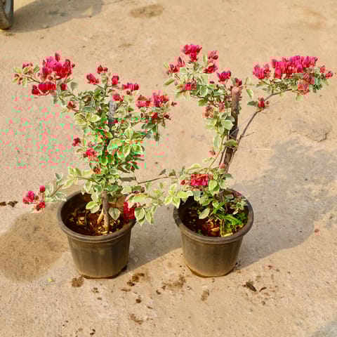 Set of 2 - Bougainvillea Thai (Any Colour) in 8 Inch Nursery Pot