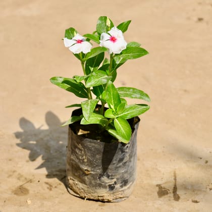 Buy Periwinkle / Sadabahar / Vinca (Any Colour) in 4 Inch Nursery Bag Online | Urvann.com