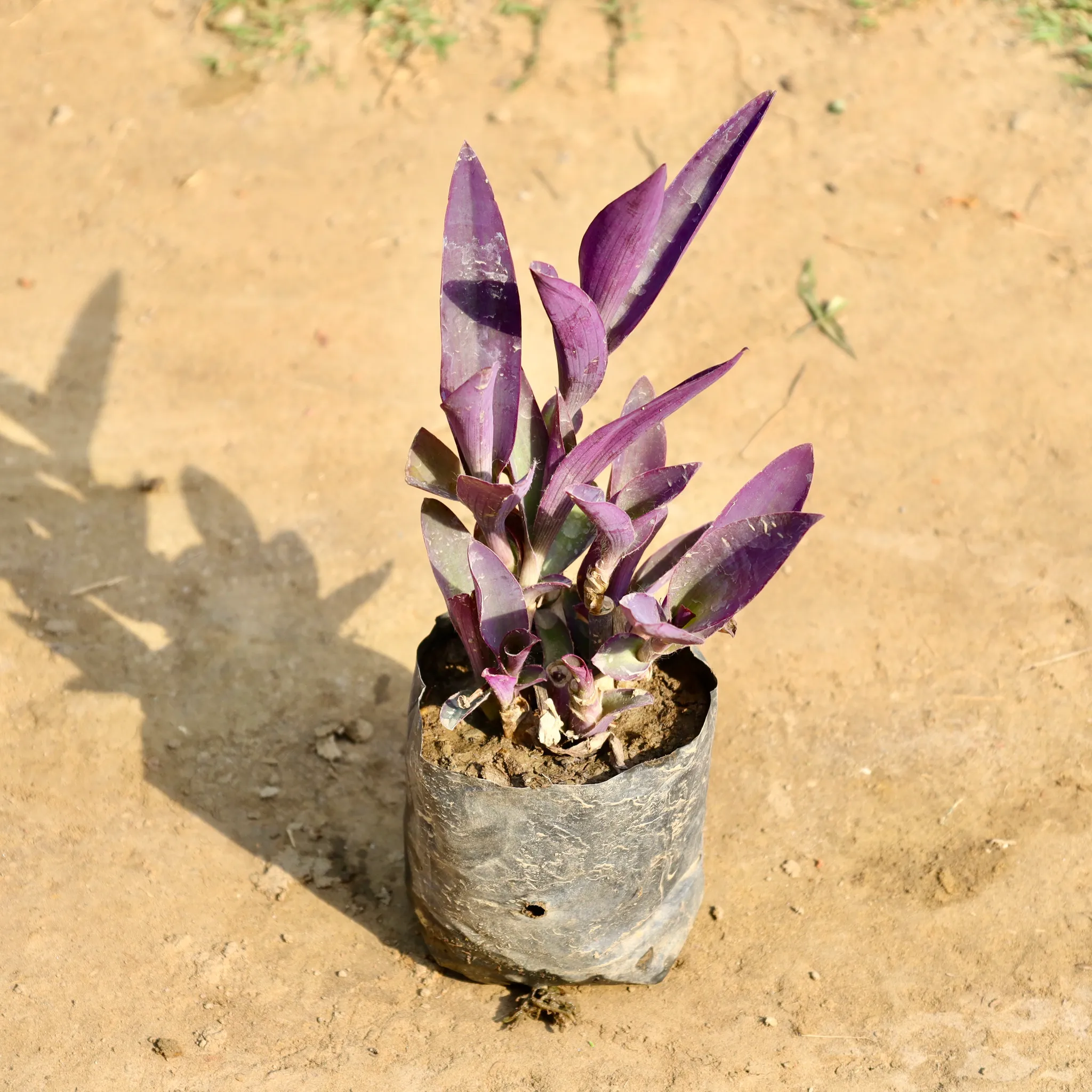 Purple Heart in 4 Inch Nursery Bag