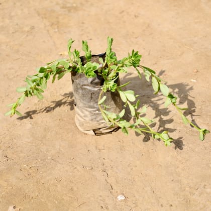 Buy Kulfa / Purslane in 4 Inch Nursery Bag Online | Urvann.com