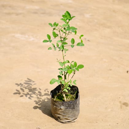 Buy Aparajita / Asian Pigeonwings (Any Colour) in 4 Inch Nursery Bag Online | Urvann.com