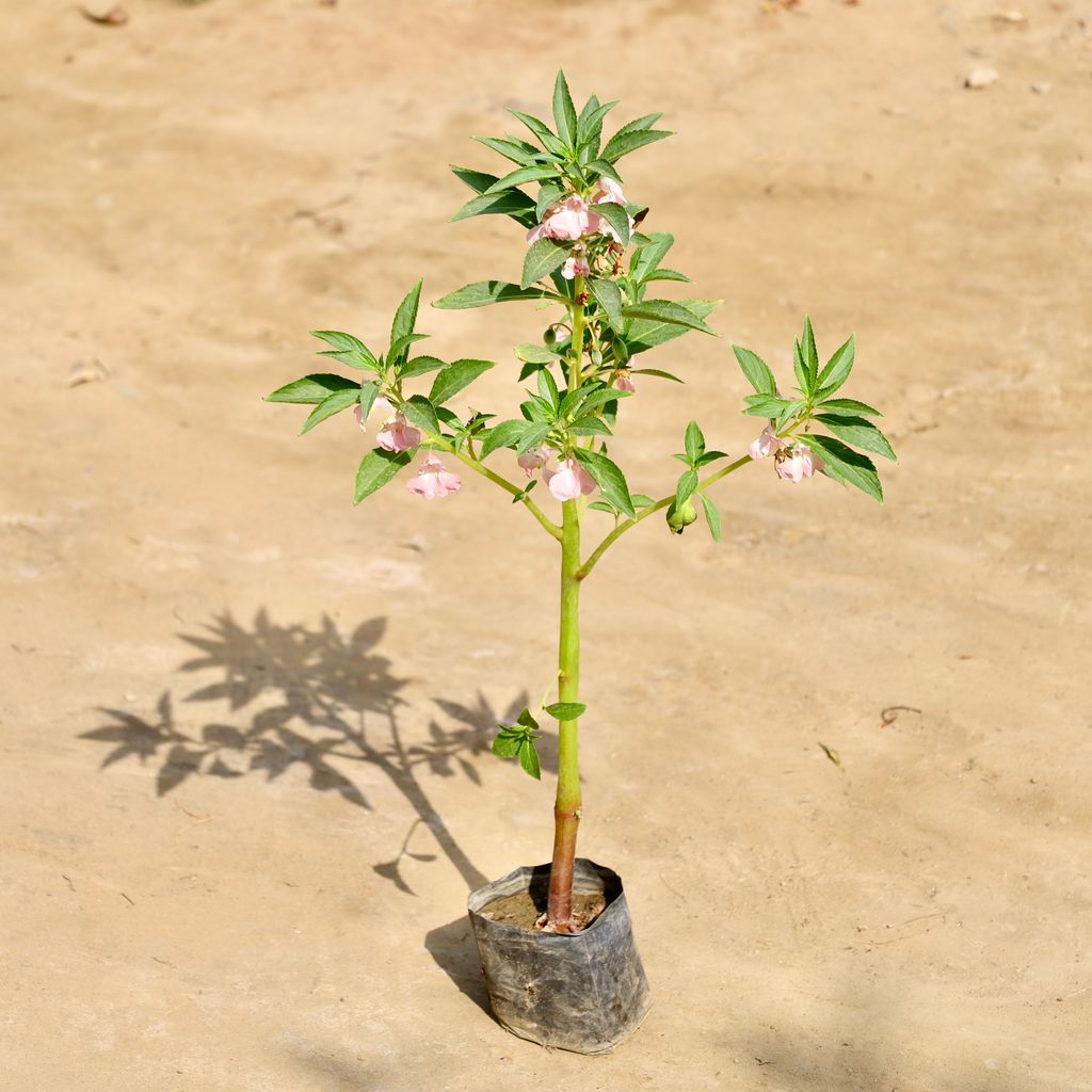 Buy Balsam / Balsamina (Any Colour) in 4 Inch Nursery Bag Online | Urvann.com Balsam / Balsamina (Any Colour) in 4 Inch Nursery Bag