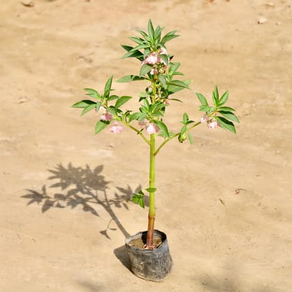 Buy Balsam / Balsamina (Any Colour) in 4 Inch Nursery Bag Online | Urvann.com